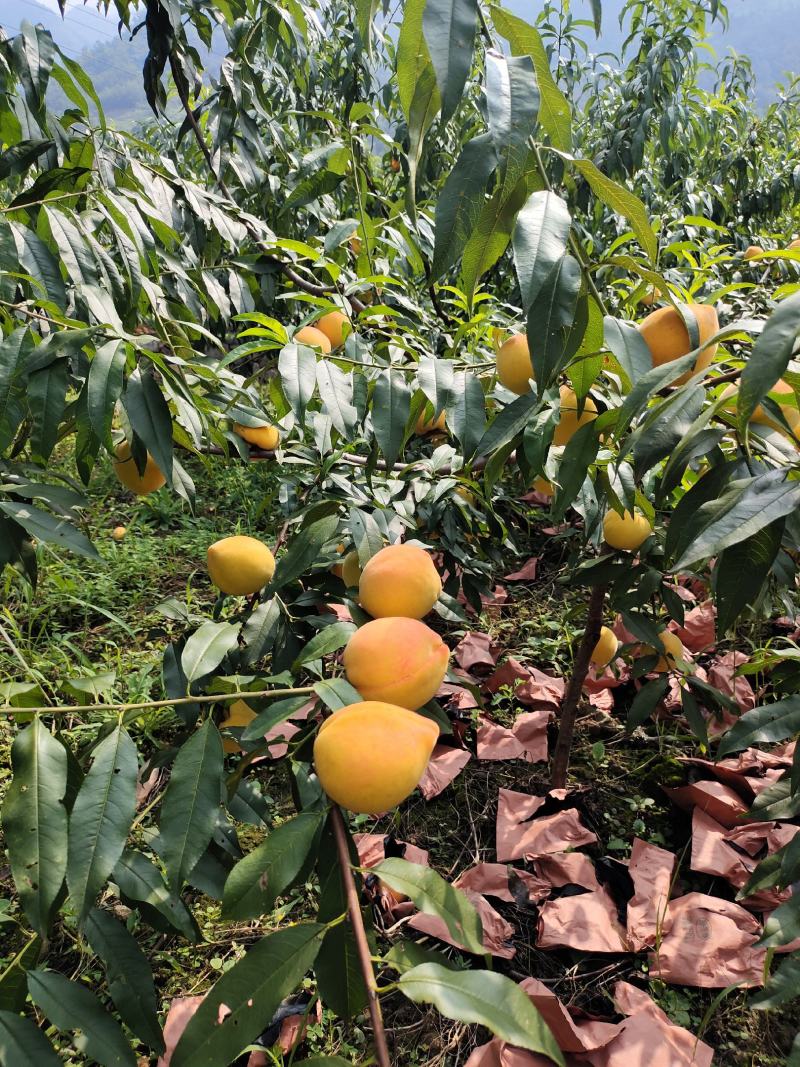 桃子四川锦绣黄桃套袋果口感脆甜量大质优产地直发可视频看货