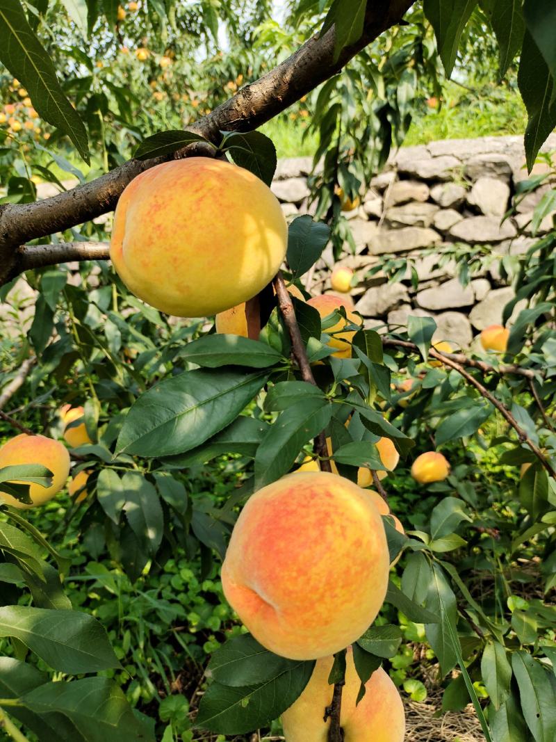 桃子四川锦绣黄桃套袋果口感脆甜量大质优产地直发可视频看货