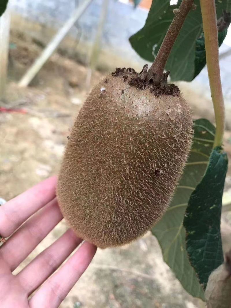 绿心猕猴桃