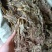 包邮见血清一公斤起卖干货