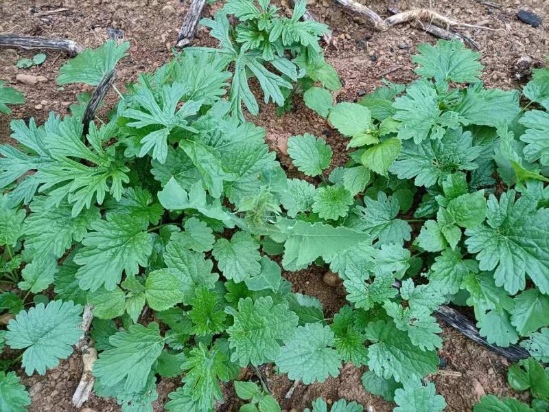 云南无硫不打农药不施肥人工除草仿野生种植益母草人工晒干