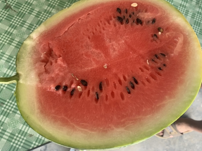 988精品西瓜大促销，机会难头！头茬露天瓜，口感佳。