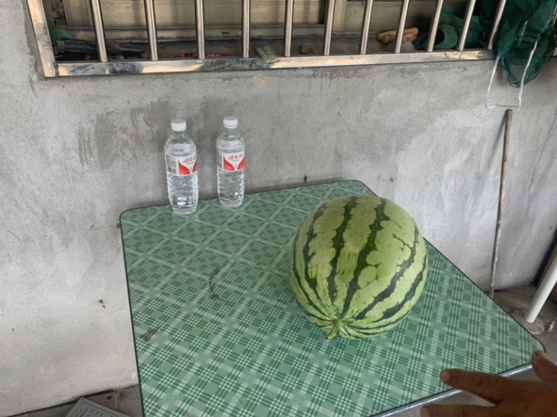 988精品西瓜大促销，机会难头！头茬露天瓜，口感佳。