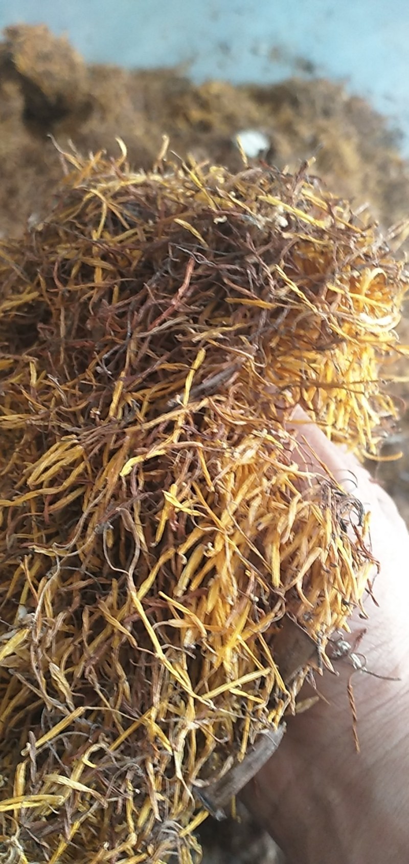 莲须