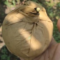 圆黄梨，产地直销，量大直优，欢迎来电咨询