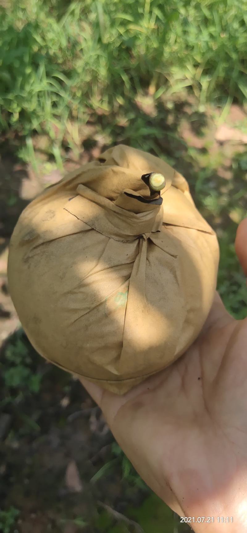 圆黄梨，产地直销，量大直优，欢迎来电咨询