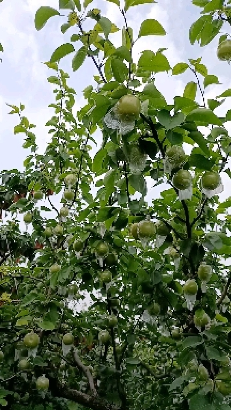 皇冠梨青皮光果膜袋皇冠梨纸袋皇冠梨产地直供
