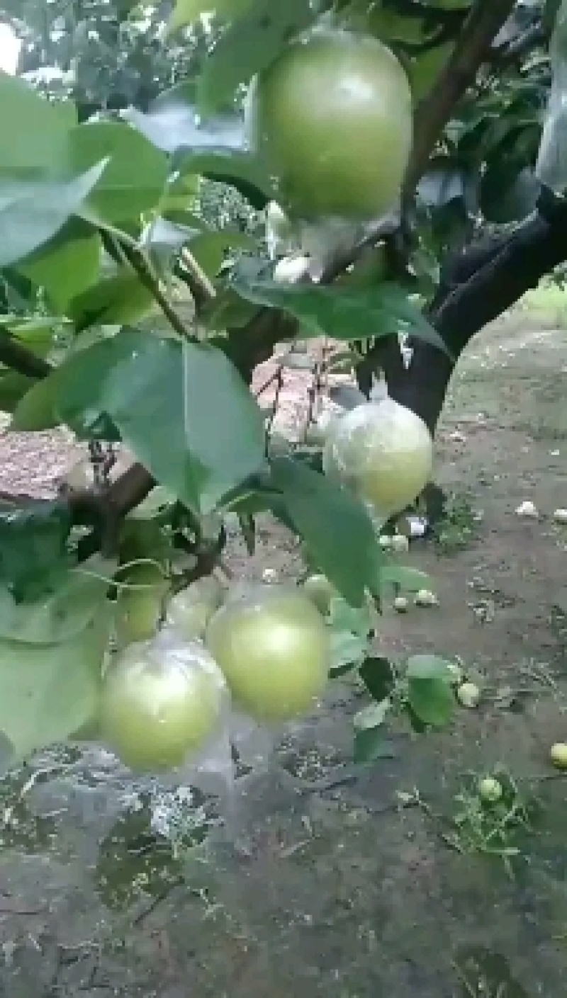 皇冠梨青皮光果膜袋皇冠梨纸袋皇冠梨产地直供