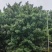 5米丛生元宝枫，6米丛生元宝枫，山西运城丛生元宝枫
