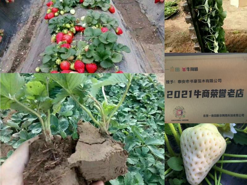 妙香七号莓苗，无病脱毒苗保证品种保证质量全国发货