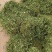 云南无硫人工晒干家种灯盏细辛可提取泡茶煮火锅云南天然植物