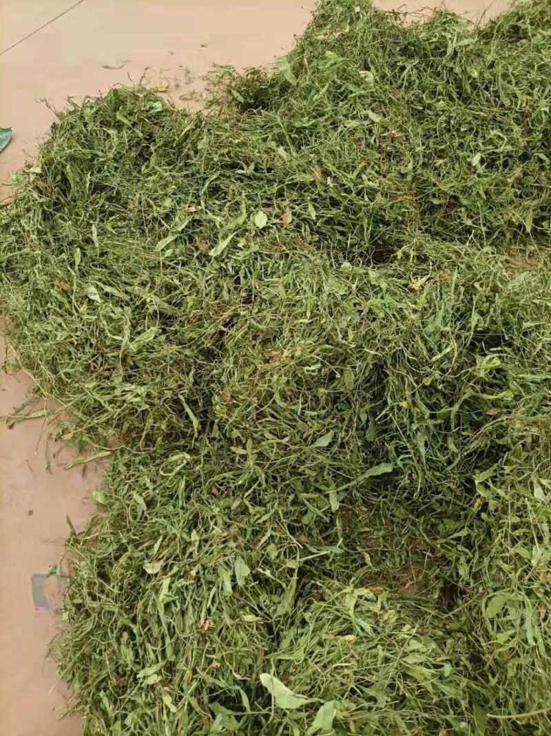 云南无硫人工晒干家种灯盏细辛可提取泡茶煮火锅云南天然植物