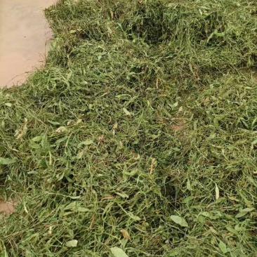 云南无硫人工晒干家种灯盏细辛可提取泡茶煮火锅云南天然植物