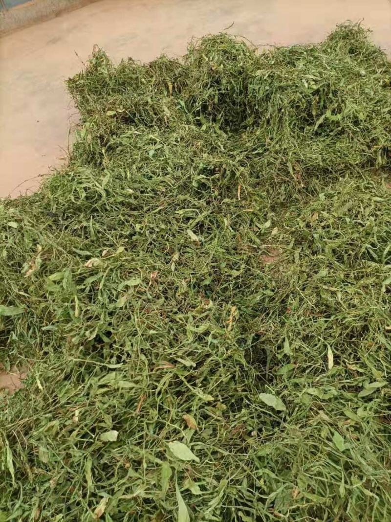 云南无硫人工晒干家种灯盏细辛可提取泡茶煮火锅云南天然植物