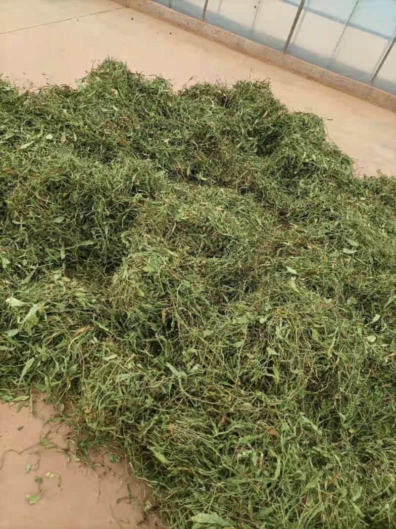 云南无硫人工晒干家种灯盏细辛可提取泡茶煮火锅云南天然植物