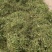 云南无硫人工晒干家种灯盏细辛可提取泡茶煮火锅云南天然植物