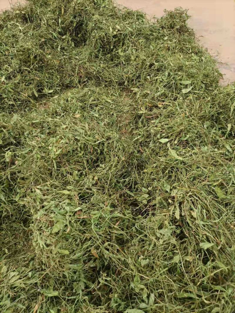 云南无硫人工晒干家种灯盏细辛可提取泡茶煮火锅云南天然植物