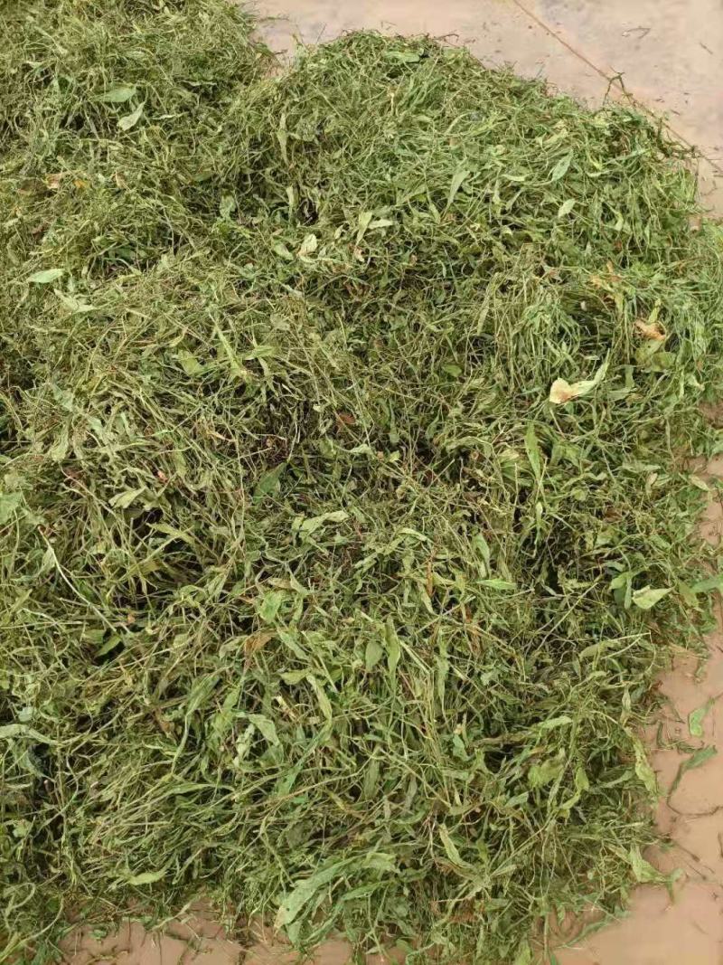 云南无硫人工晒干家种灯盏细辛可提取泡茶煮火锅云南天然植物