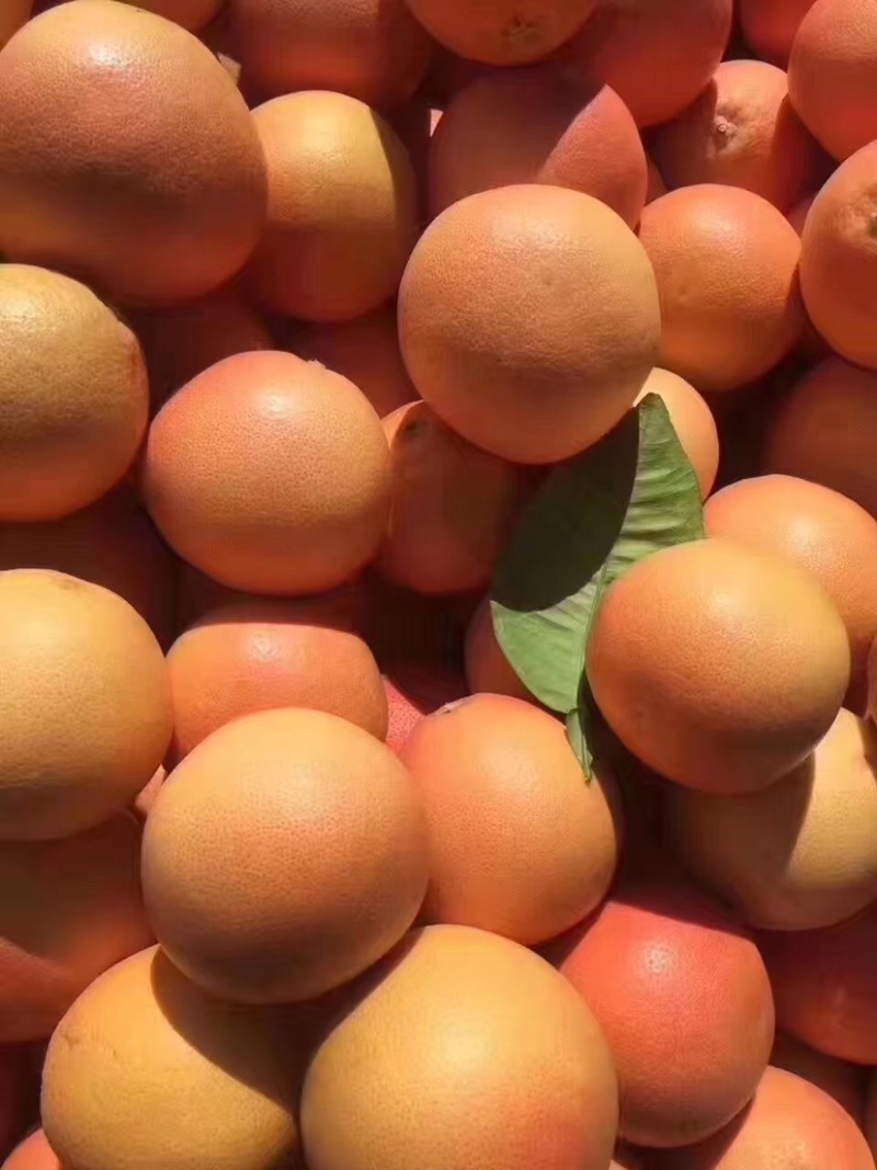 西柚南非