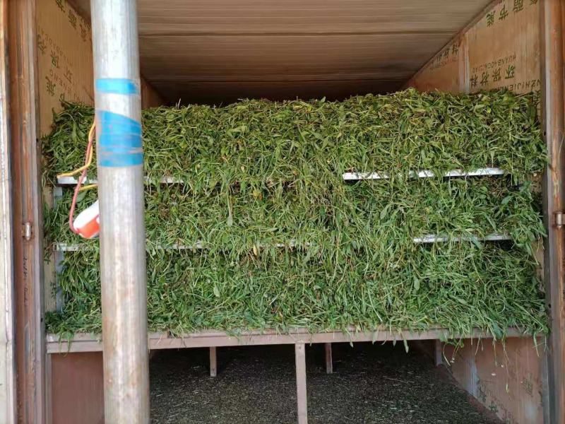 云南无硫人工晒干家种灯盏细辛可提取泡茶煮火锅云南天然植物