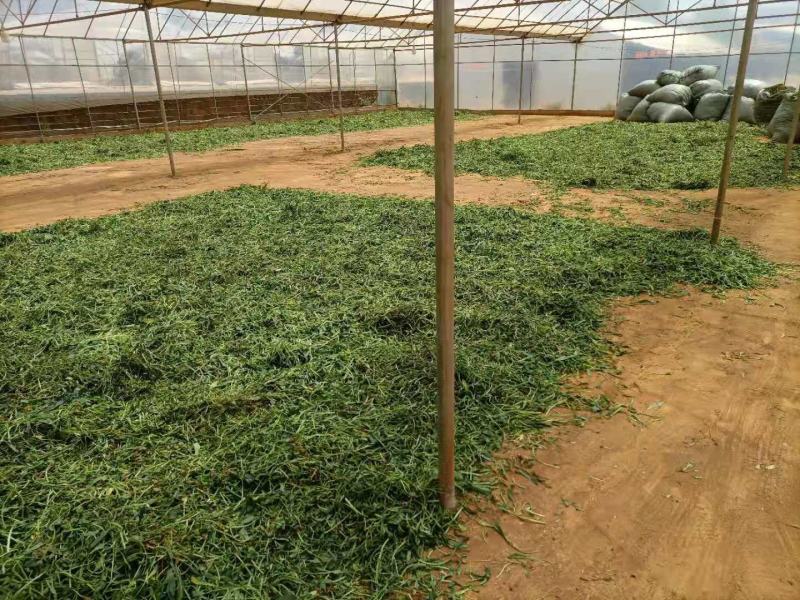 云南无硫人工晒干家种灯盏细辛可提取泡茶煮火锅云南天然植物