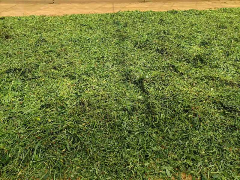 云南无硫人工晒干家种灯盏细辛可提取泡茶煮火锅云南天然植物