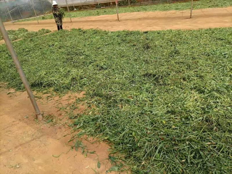 云南无硫人工晒干家种灯盏细辛可提取泡茶煮火锅云南天然植物
