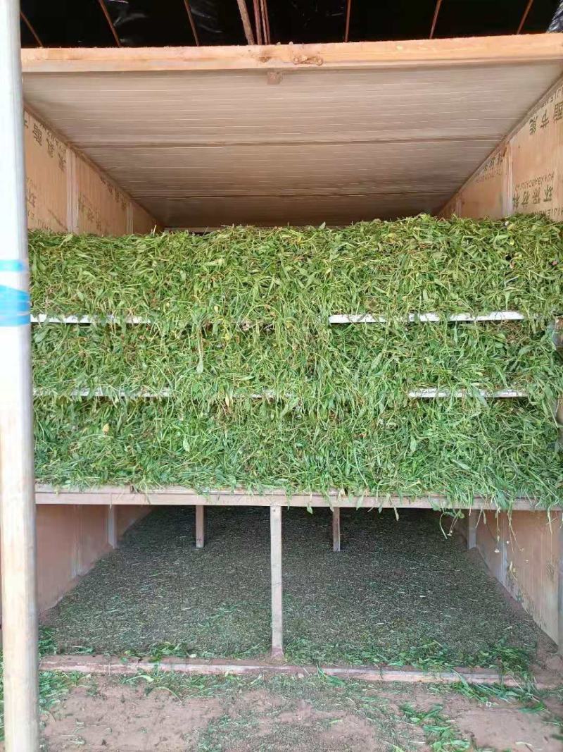 云南无硫人工晒干家种灯盏细辛可提取泡茶煮火锅云南天然植物