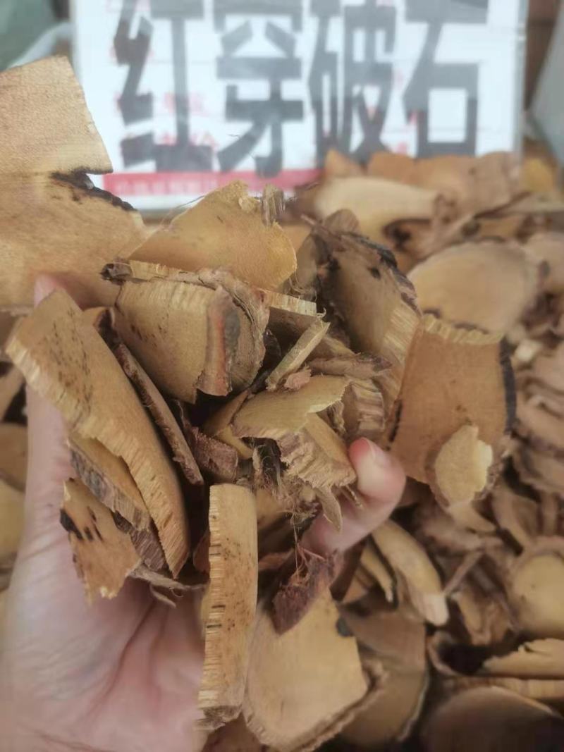 野生中药材红穿破石状元红批发零售