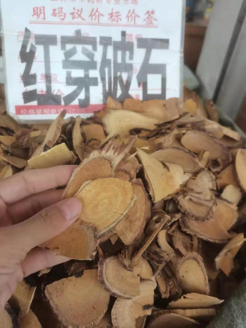 野生中药材红穿破石状元红批发零售