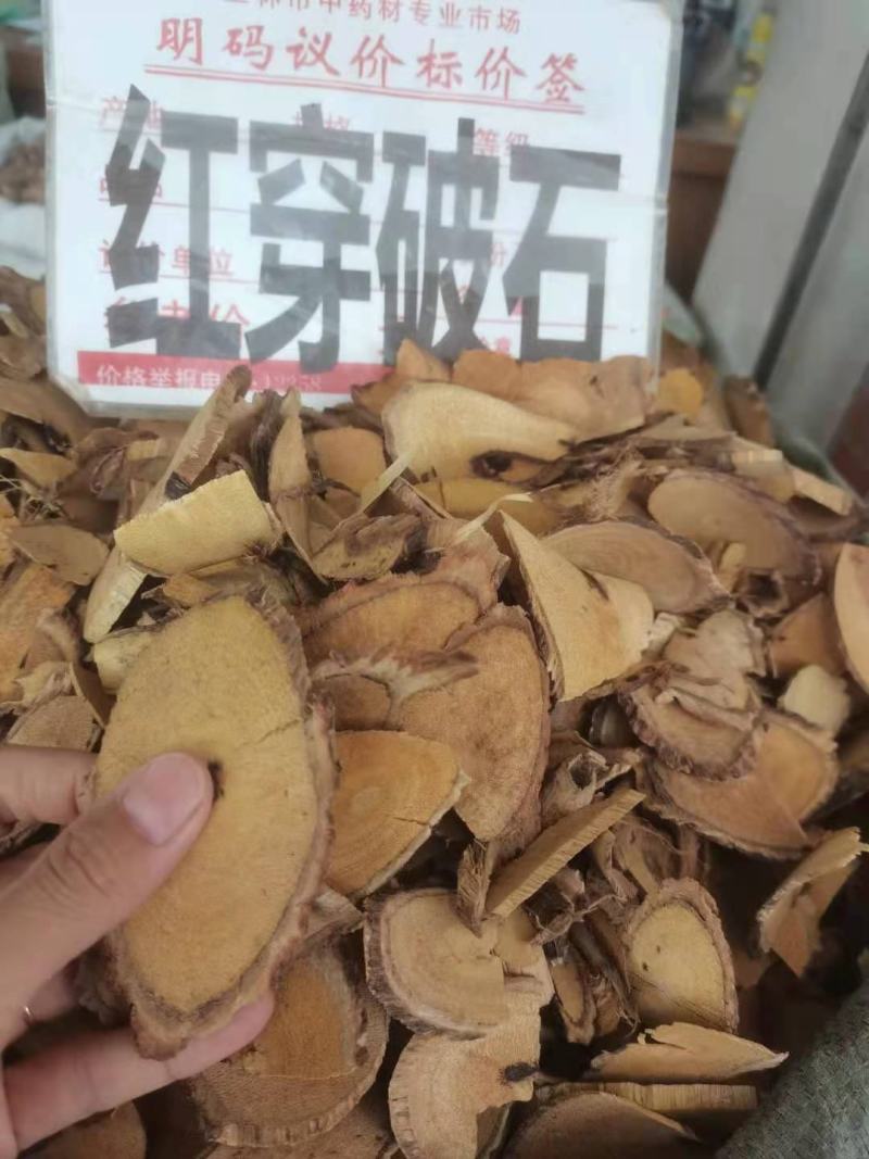 野生中药材红穿破石状元红批发零售