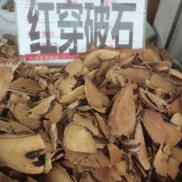 野生中药材红穿破石状元红批发零售