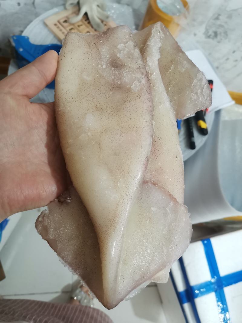 新鲜鱿鱼筒10斤无头鱿鱼海鲜冷冻铁板烧烤鱿鱼身包邮