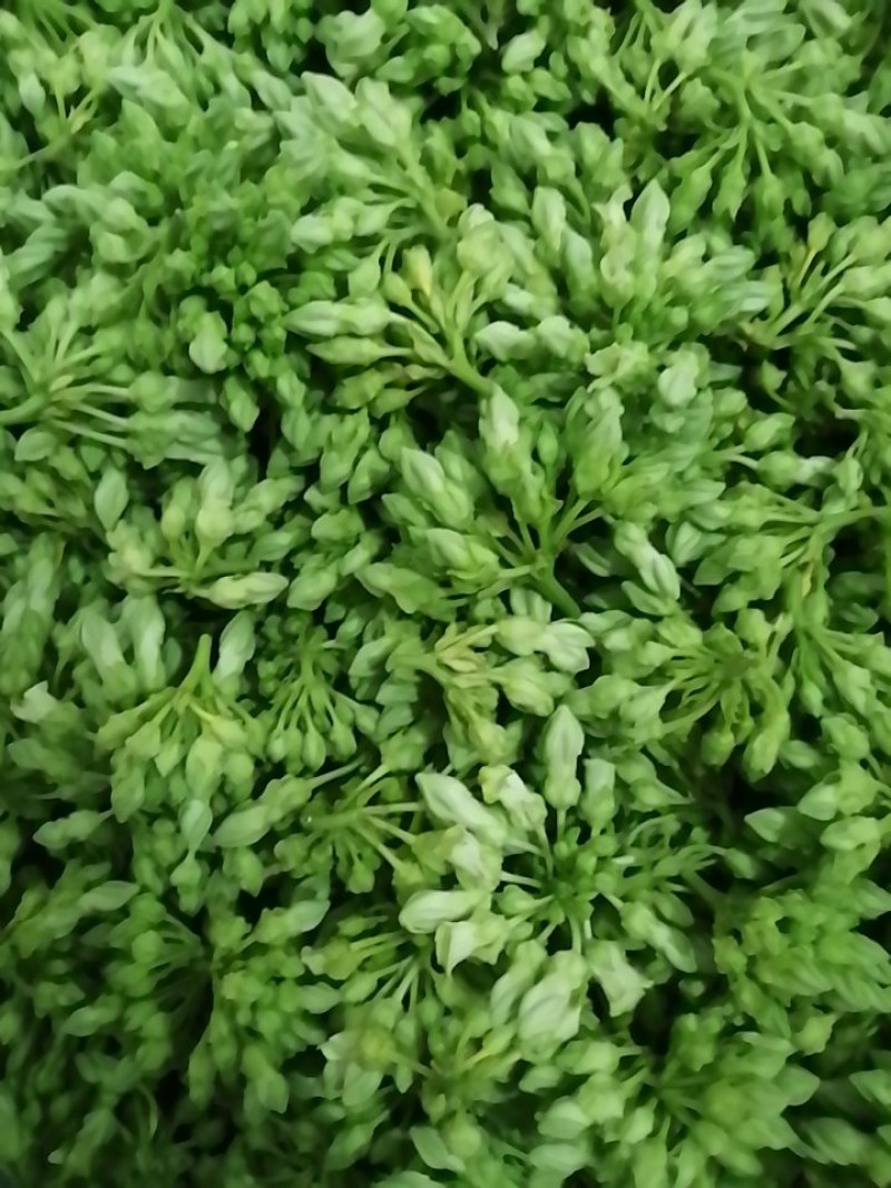 夜香花千里香，大糯花！品种香糯蔬菜