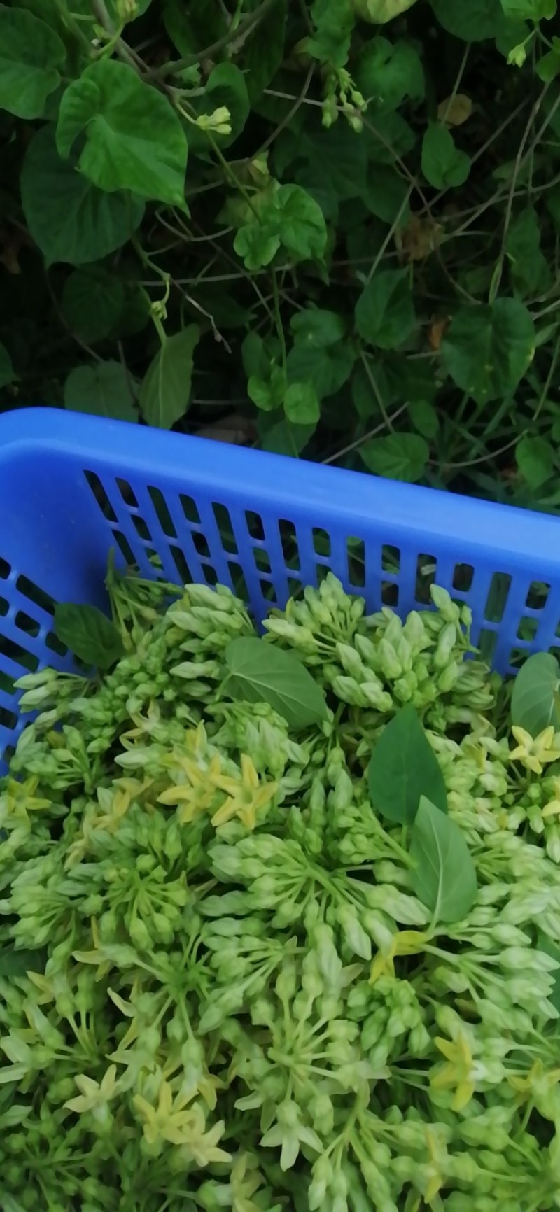夜香花千里香，大糯花！品种香糯蔬菜