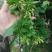 夜香花千里香，大糯花！品种香糯蔬菜