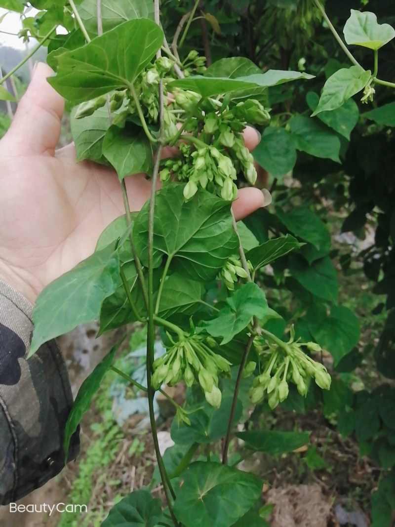 夜香花千里香，大糯花！品种香糯蔬菜