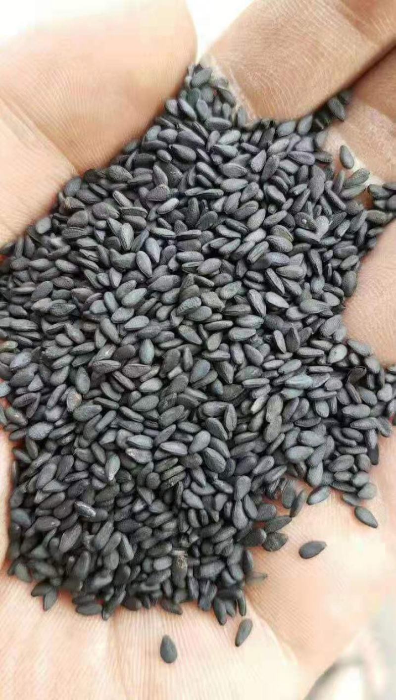 越南进口黑芝麻质量好价格合理有需要的微我