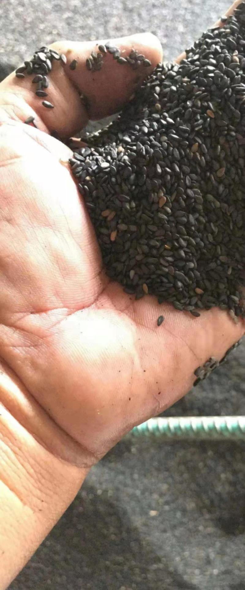 越南进口黑芝麻质量好价格合理有需要的微我