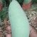 广西百色田阳九号象牙芒（套袋果）