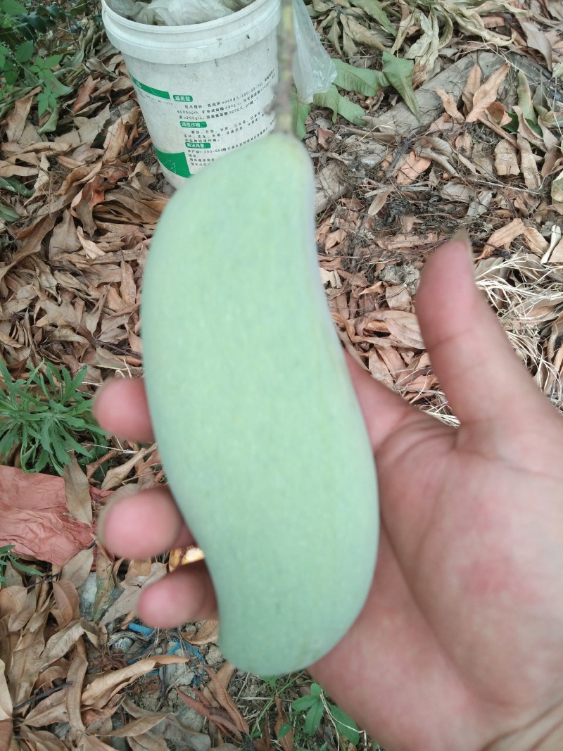 广西百色田阳九号象牙芒（套袋果）
