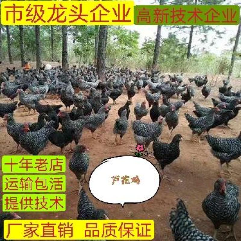黑芦花鸡苗厂家直发托运快速包路途成活包出壳疫苗