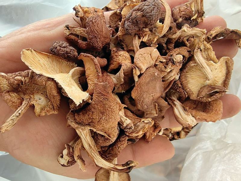 野生香菇菌干货云南2023年高山野生菌现货