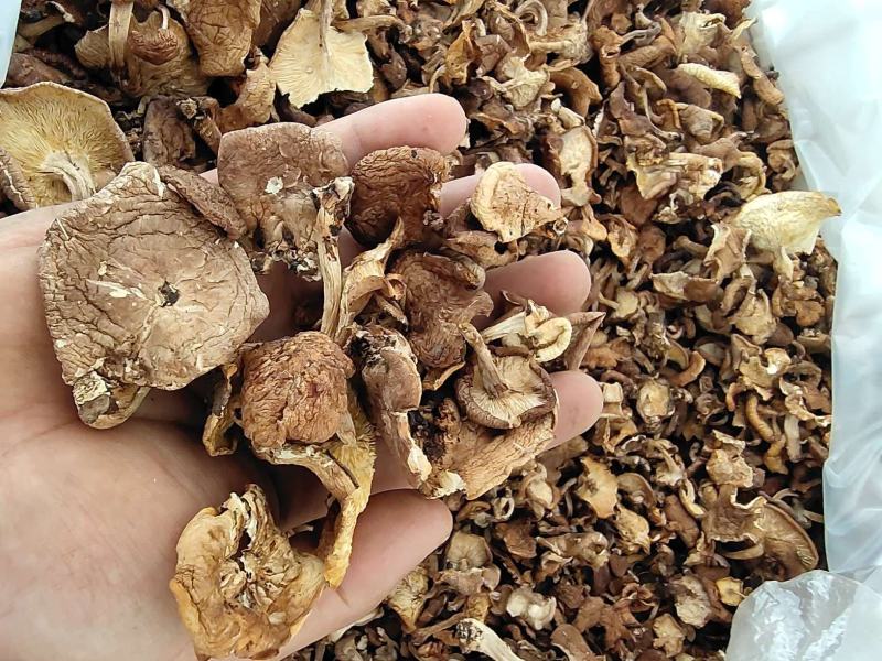野生香菇菌干货云南2023年高山野生菌现货