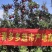嘎啦大量上市，货量充足全红口感很好是苹果中的贵，