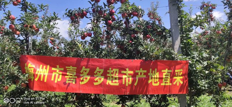 嘎啦大量上市，货量充足全红口感很好是苹果中的贵，