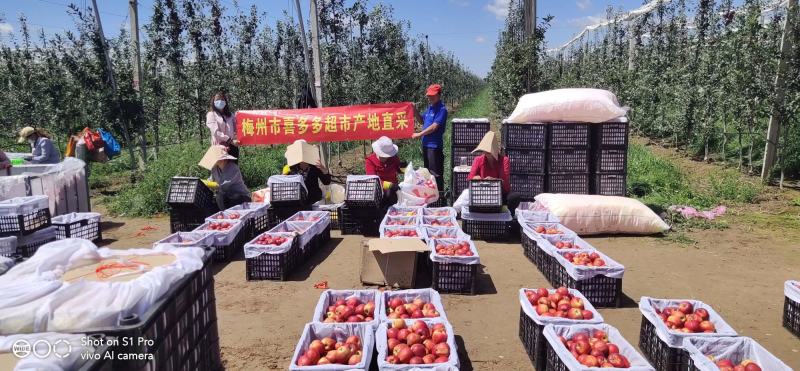 嘎啦大量上市，货量充足全红口感很好是苹果中的贵，