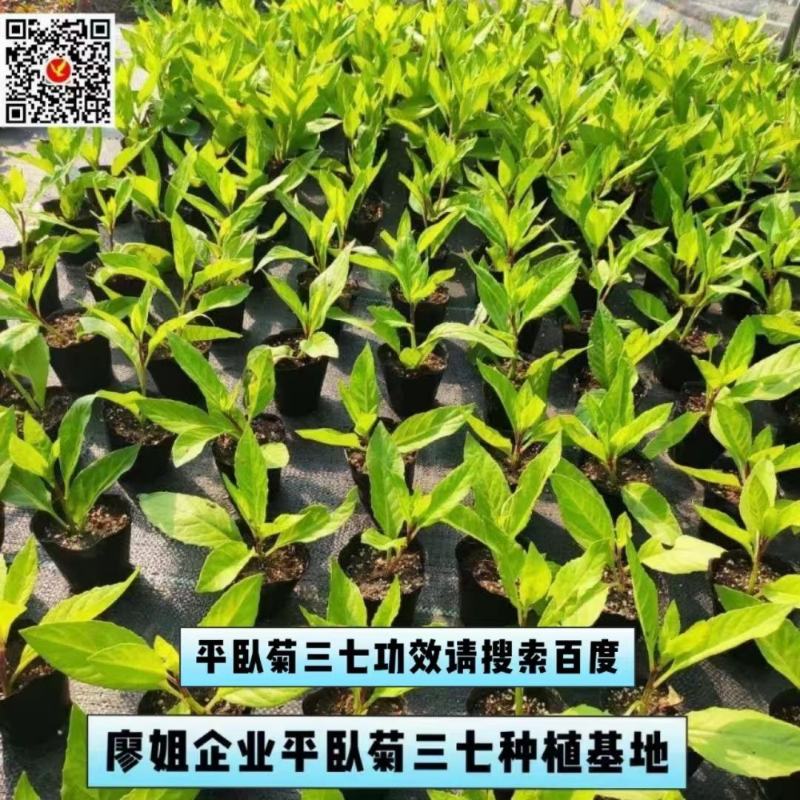 药食同源平卧菊三苗
