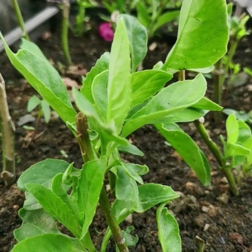 药食同源平卧菊三苗