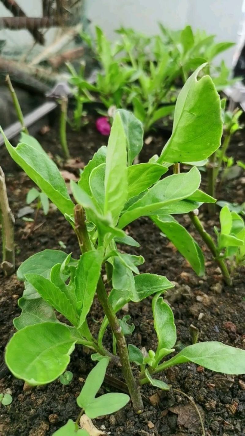 药食同源平卧菊三苗